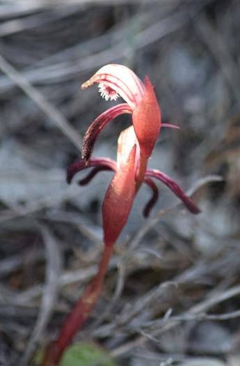 Pyrorchis  - Red beaked orchid-DSC_6935.JPG